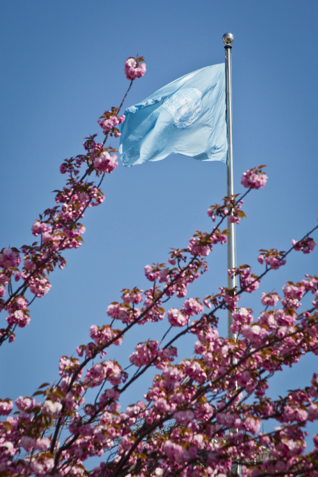 <p><em>The United Nations flag</em></p>